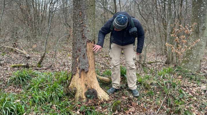 Balade printanière en forêt de Bonne-Fontaine
