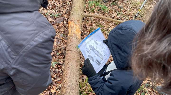 Balade printanière en forêt de Bonne-Fontaine
