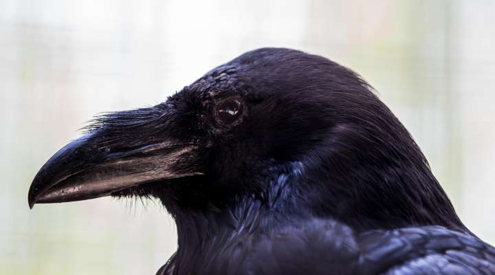 Conférence sur le corbeau
