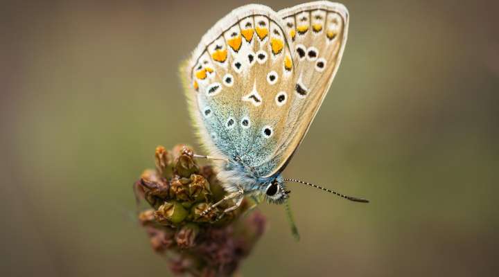 Sortie Nature - Encouragez la biodiversité!
