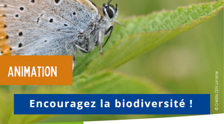 Sortie Nature - Encouragez la biodiversité!