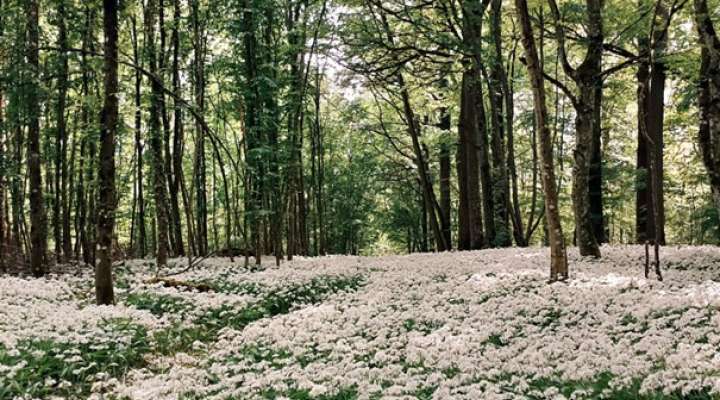 La forêt se la raconte