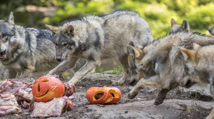 Halloween au Parc de Sainte-Croix - la sorcière des vents