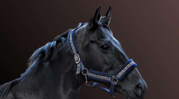 Spectacle équestre - InTEMPOrel