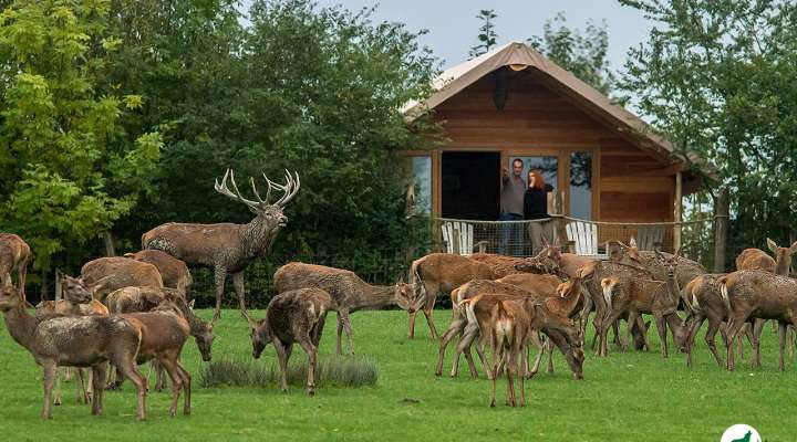 Hébergement insolite -Lodge des Grands Cerfs