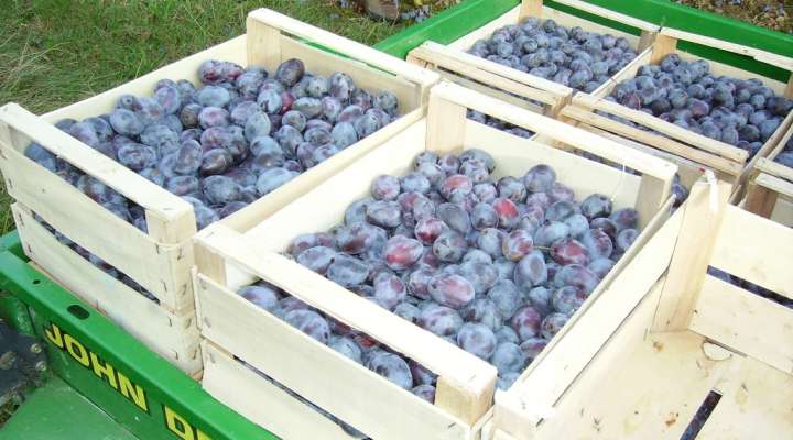 Le verger des frères Frumholtz