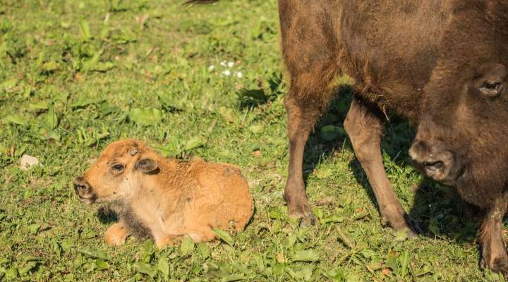 Safari au ranch des bisons