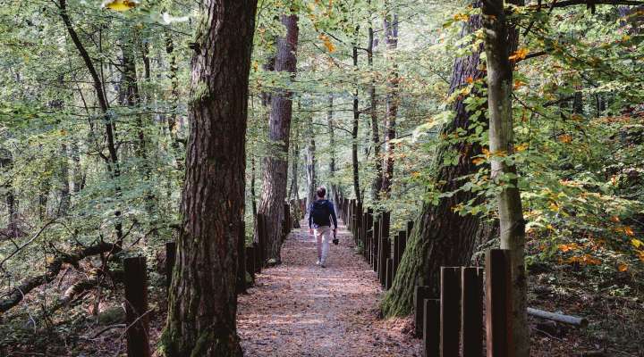 Sentier d'excellence 5 - autour des blocs de combats du Simserhof