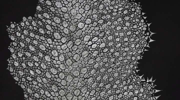 La Fondation d’entreprise Hermès présente l’exposition « Toute la beauté du monde » de l’artiste Léa Barbazanges à La Grande Place, musée Saint-Louis