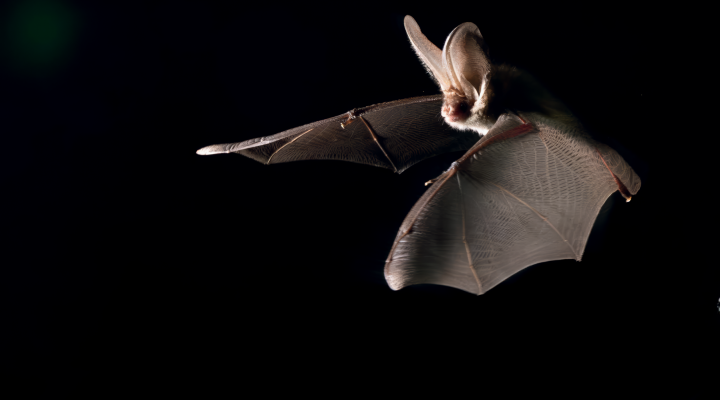 Rencontre avec les chauves-souris du sanctuaire