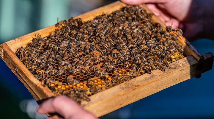 Famille Frumholtz apiculture