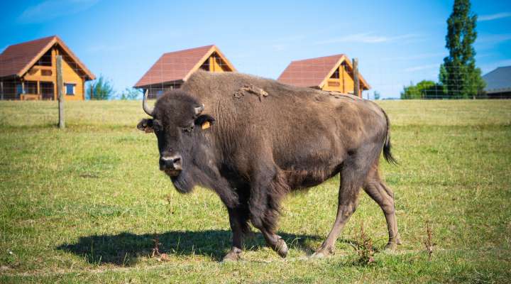 Le ranch des bisons