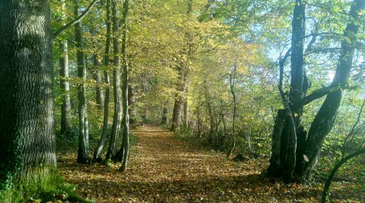 Chambre d'hôtes de Lindre Basse