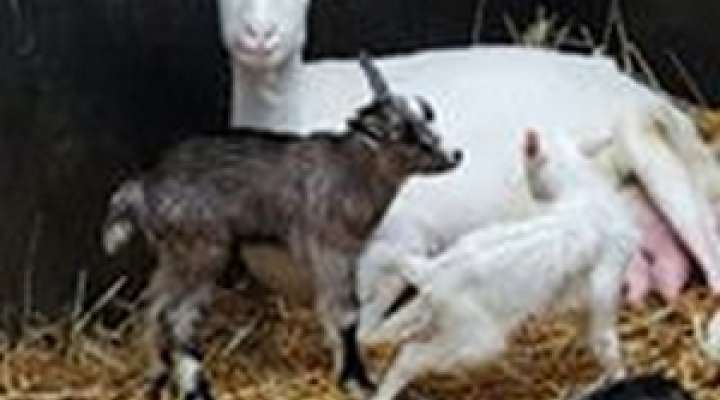 Chèvrerie Florentin