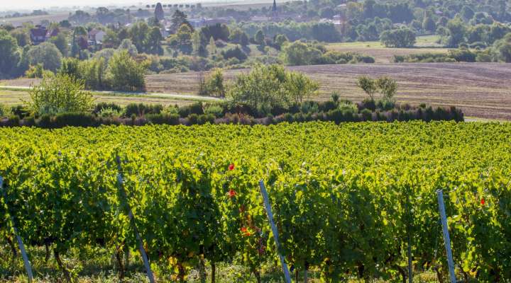 Domaine Vicus
