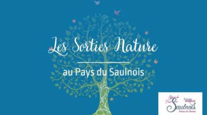 A l'écoute de la forêt, vivez l'automne autrement