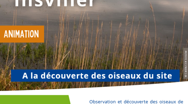 À la découverte des oiseaux