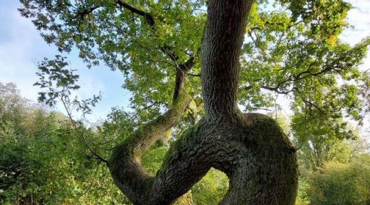 A l'écoute de la forêt, vivez l'automne autrement