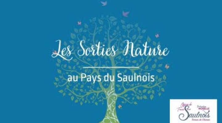Balade et observation ornithologique au coeur du Pays du Saulnois