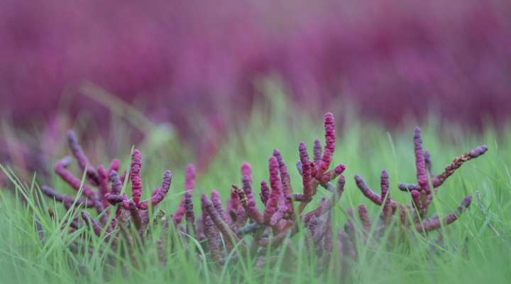 A la découverte de la flore halophile des mares salées du Pays du Saulnois