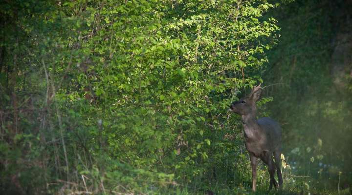 La fôret se la raconte