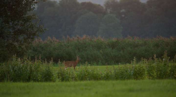 La forêt se la raconte