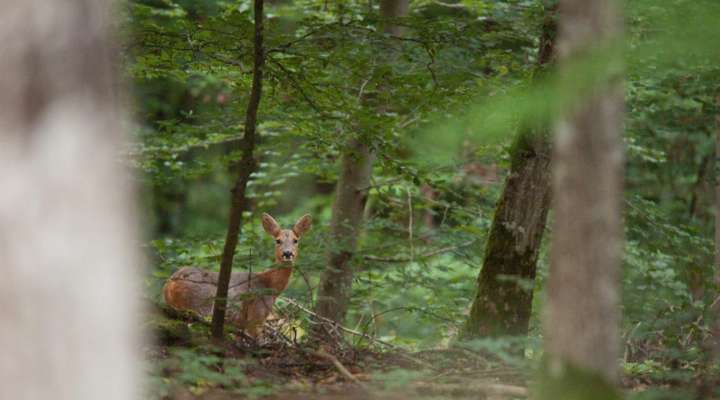 La forêt se la raconte