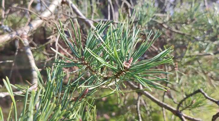 Entre sel et seve, découverte des plantes médicinales du Saulnois
