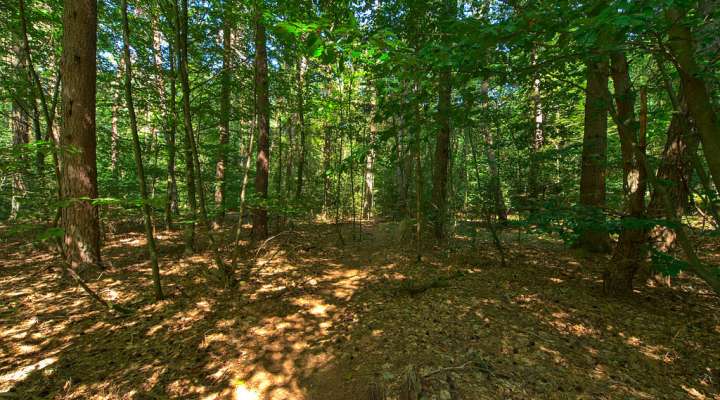 Steinberg - Jeanne d'Arc