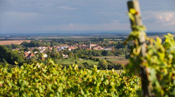 Route des vins de Moselle - Pays Messin