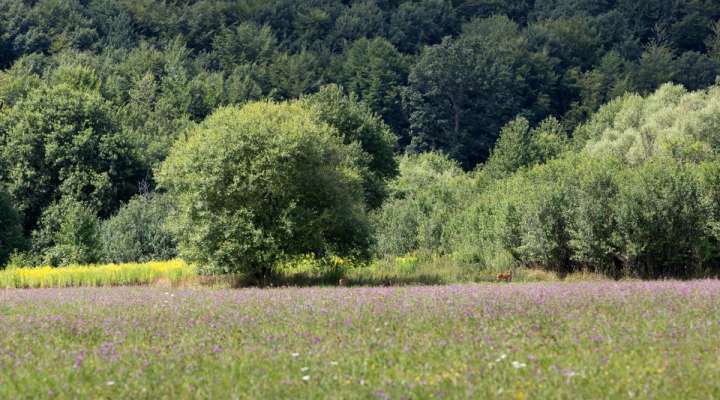 Circuit de la Rosselle