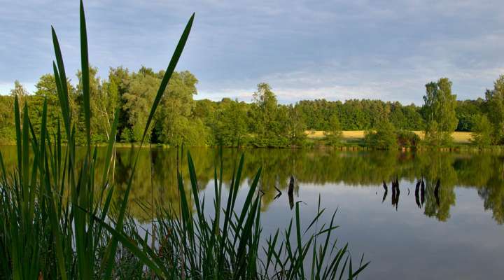 Les marais du Warndt