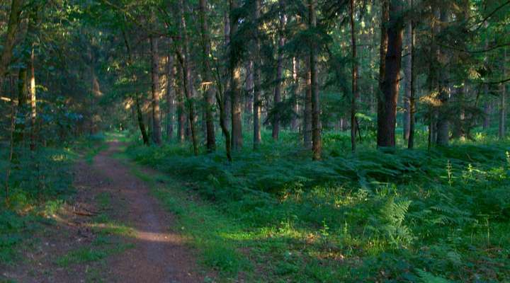 Le chemin du mineur
