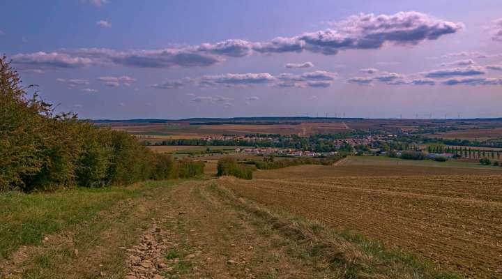 Les pelouses calcaires