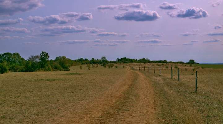 Les pelouses calcaires