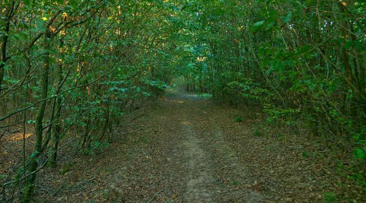 Les coteaux d'Albestroff