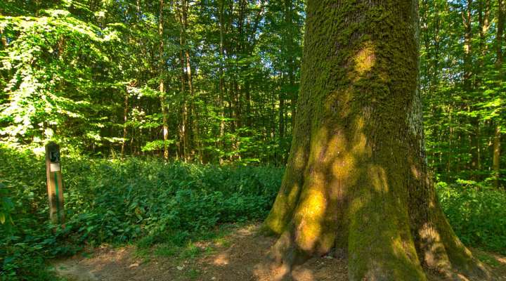 Le chêne des moines en VTT