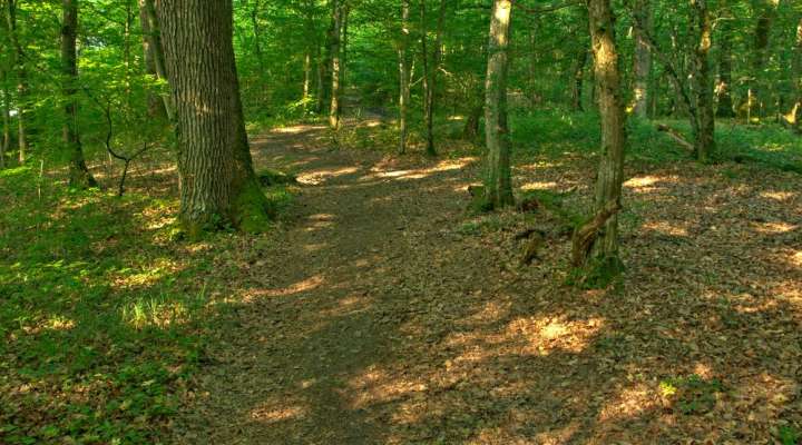 Les quatre seigneurs