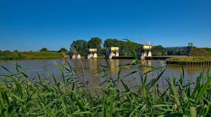 Le petelot