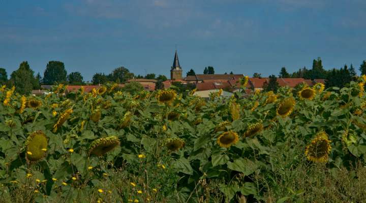 Le chêne à la vierge