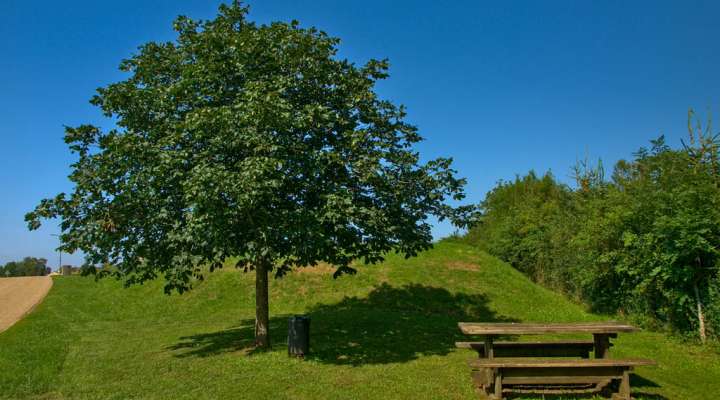 Autour du haut des mays