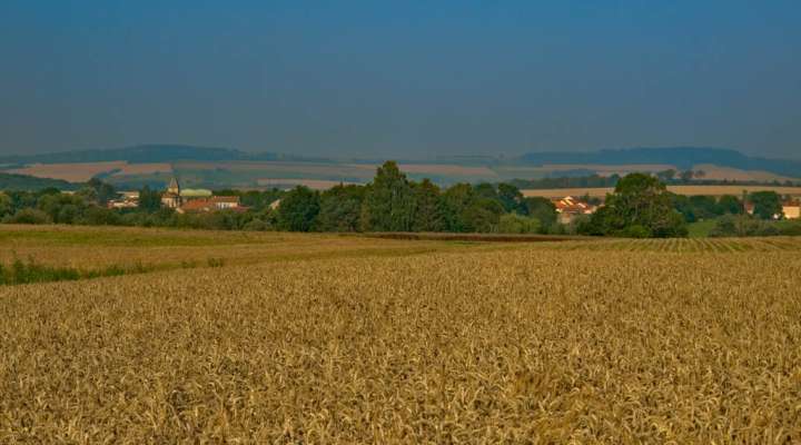 Autour du haut des mays
