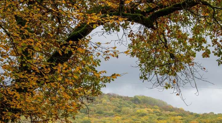 Circuit du bois de Thionville