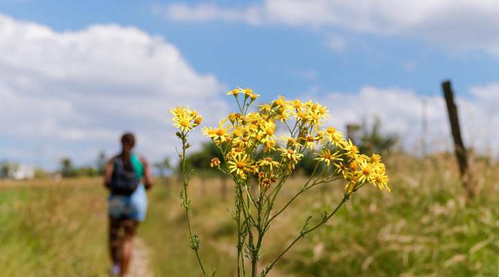 La Chaussée de Bombelles