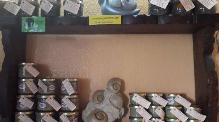 L'escargot dans la prairie