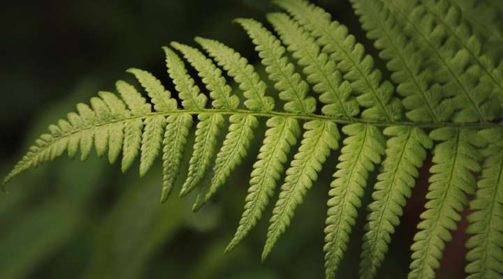 Circuit allée Saint-Pierre