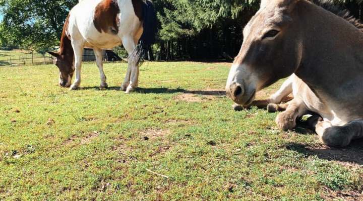 Ferme de la petite vallée