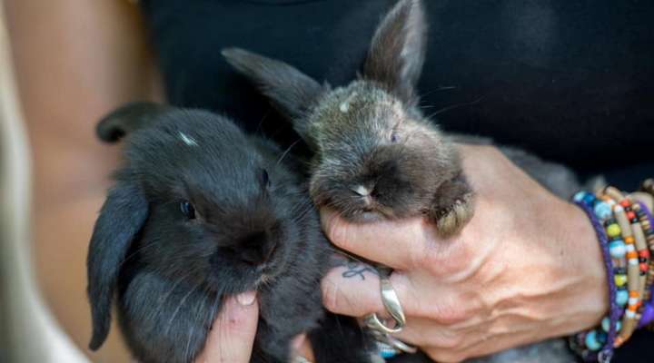 Ferme de la petite vallée