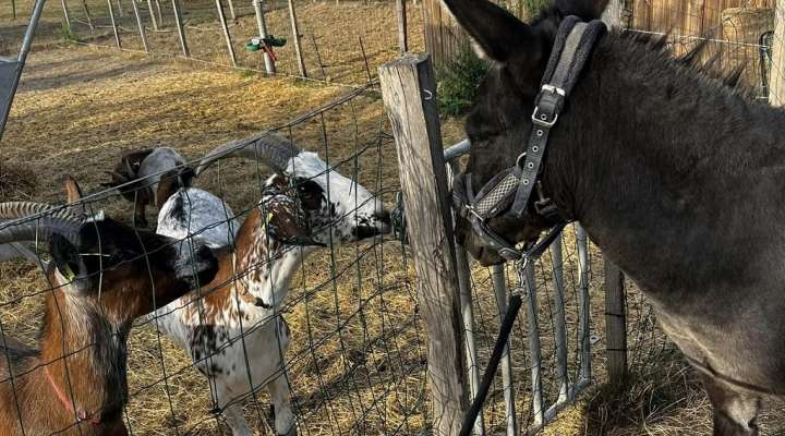 Ferme pédagogique de Zellen