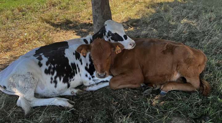 Ferme pédagogique de Zellen